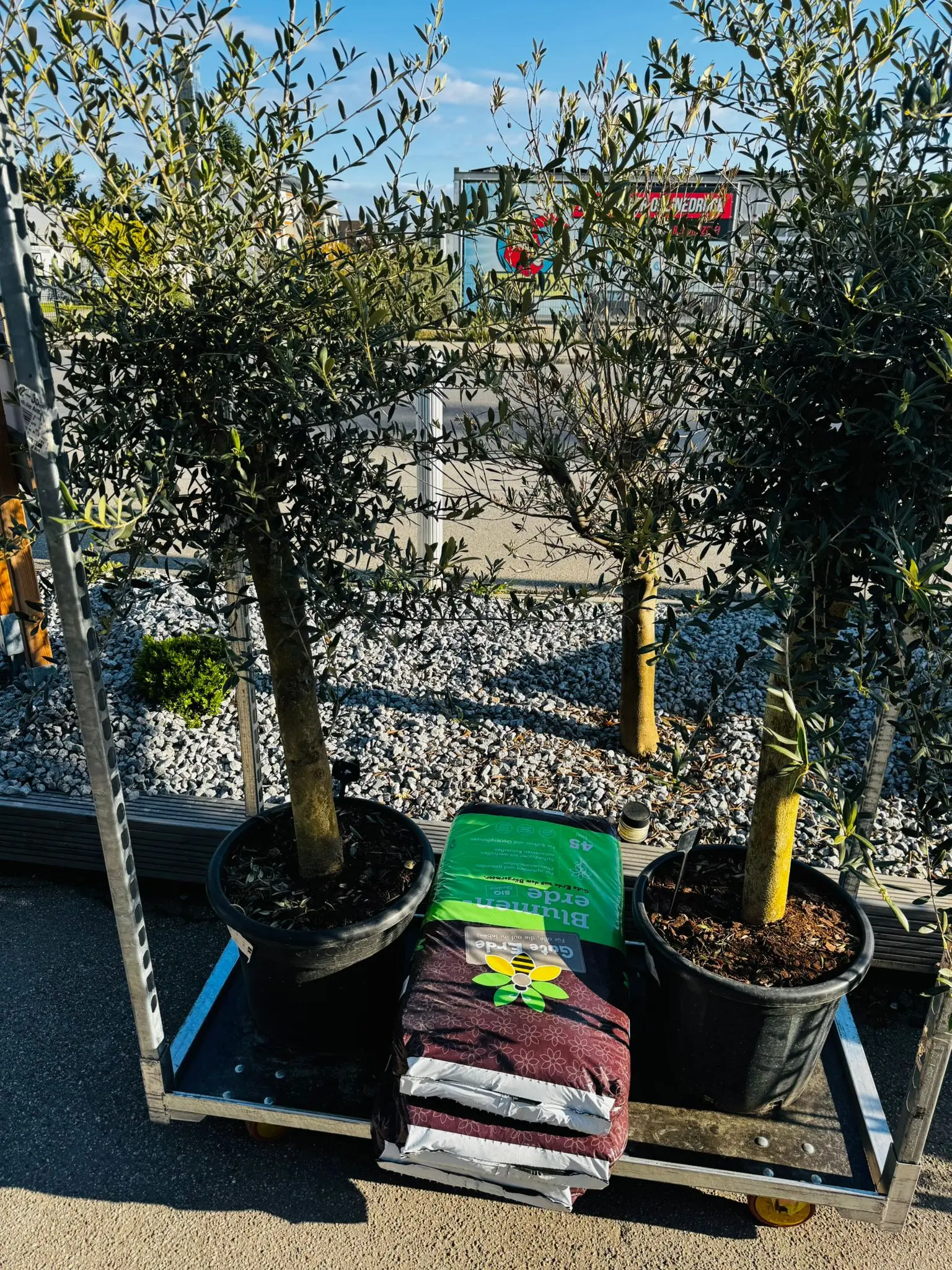 blumenladen-augsburg-neusaess-21