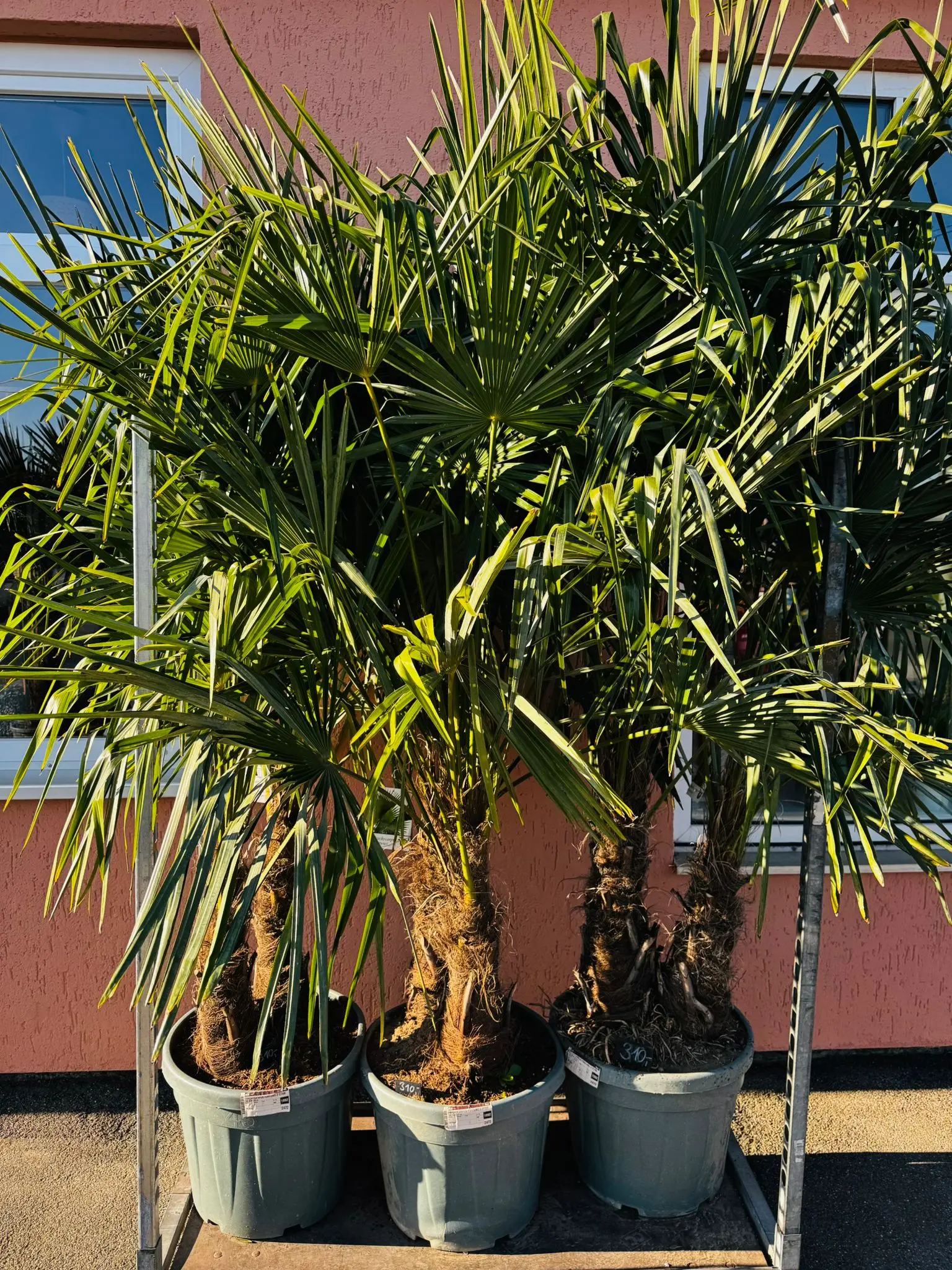 blumenladen-augsburg-neusaess-24