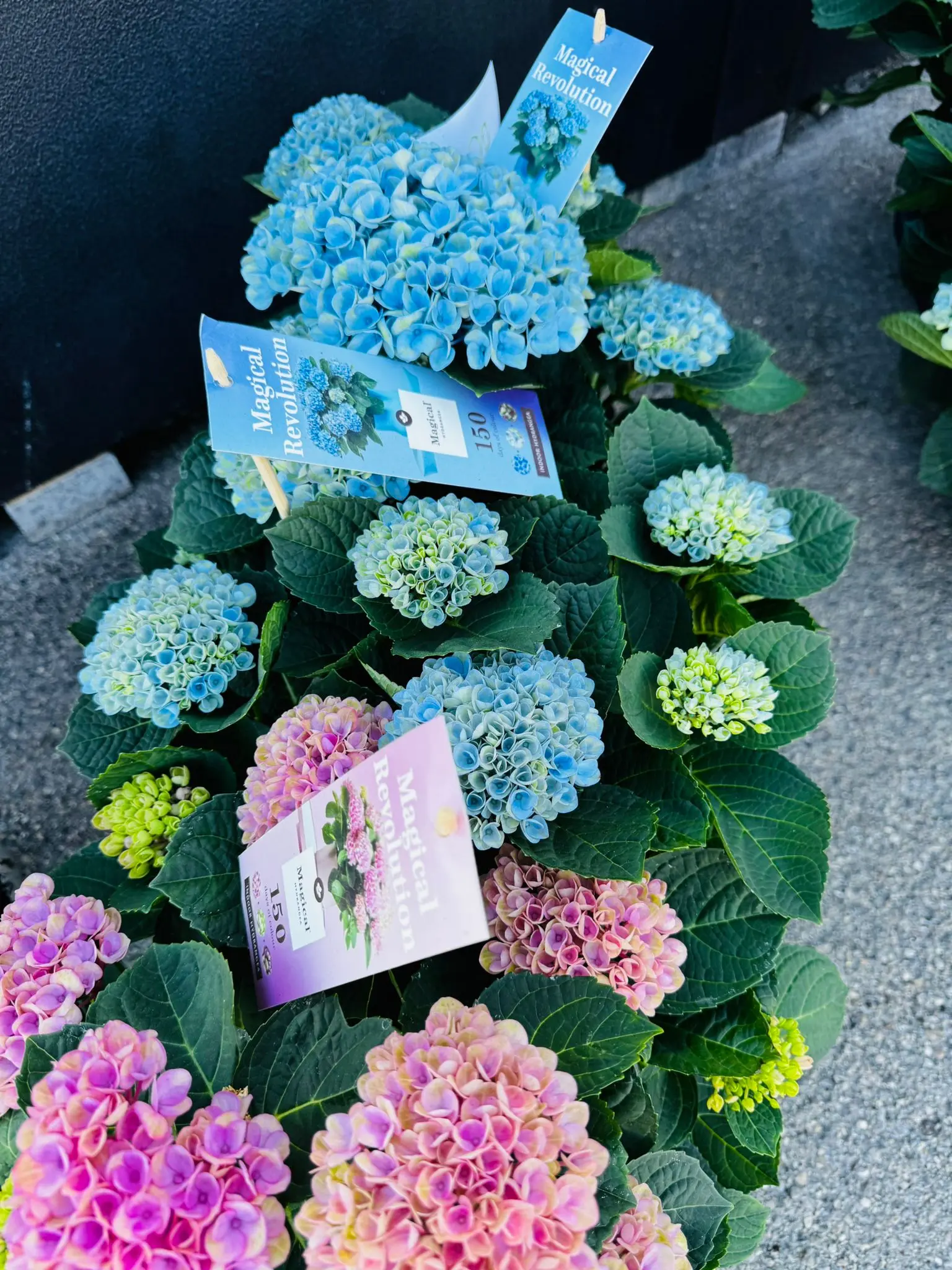 blumenladen-augsburg-neusaess-29