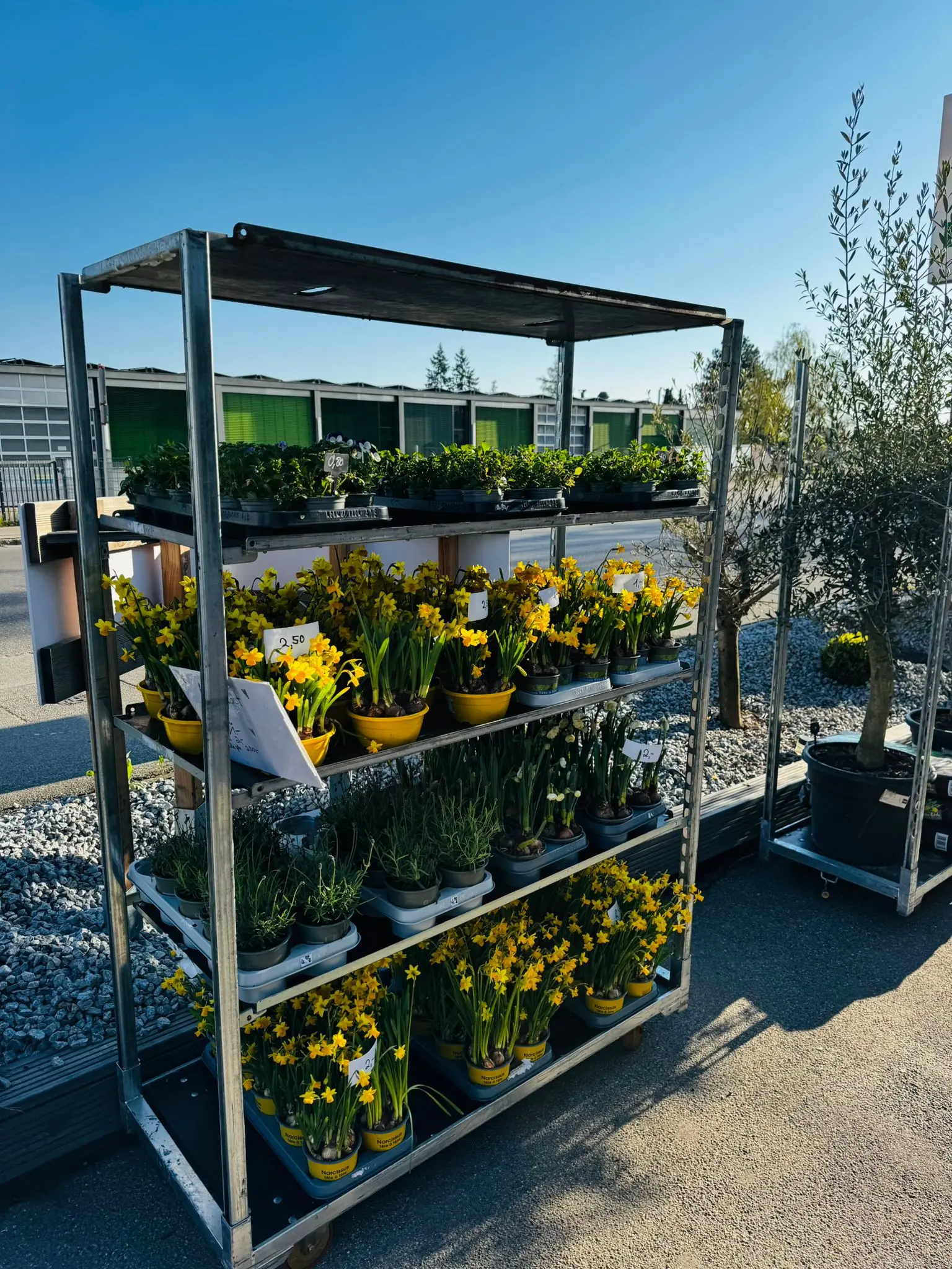 blumenladen-augsburg-neusaess-37